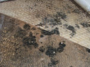 The Truth About Mold on Food - Mold Inspectors of Florida