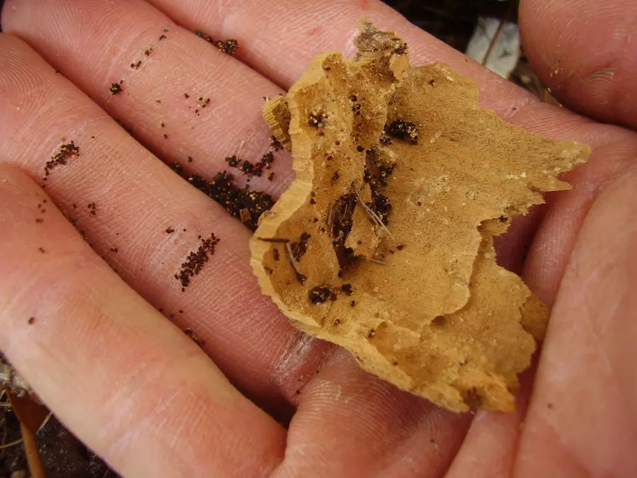 Evidence of Wood destroying organisms