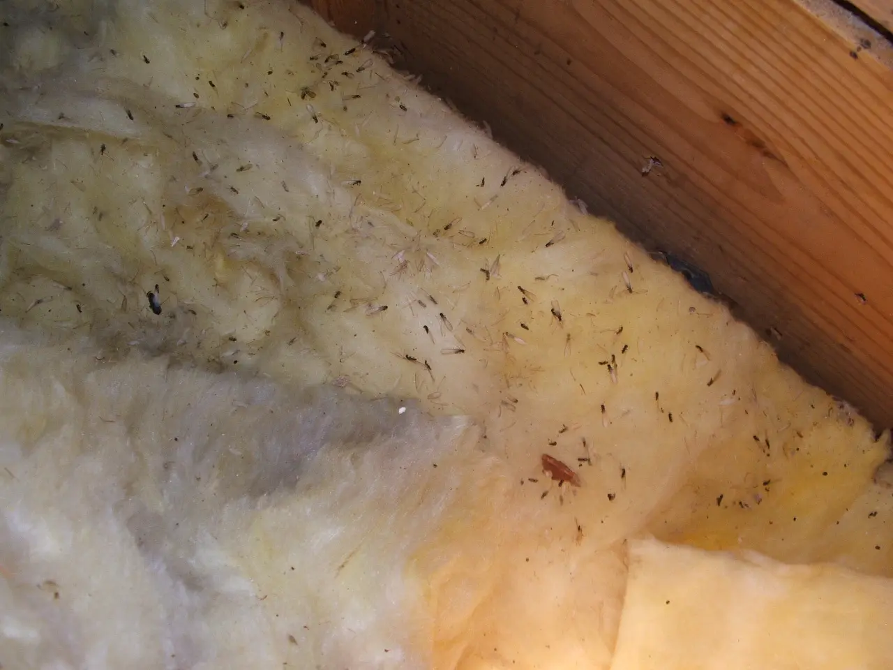 Termites in insulation